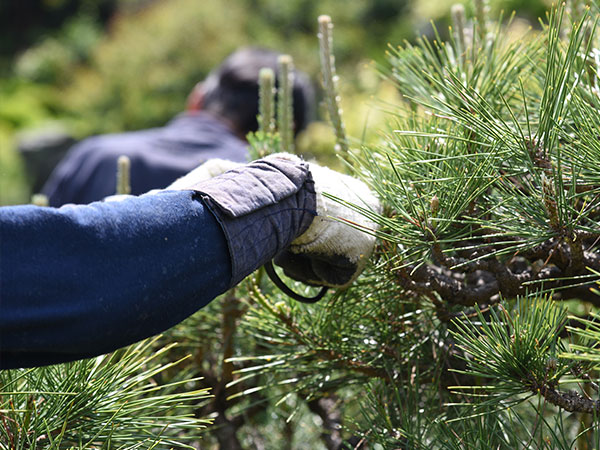 庭の定期メンテナンス